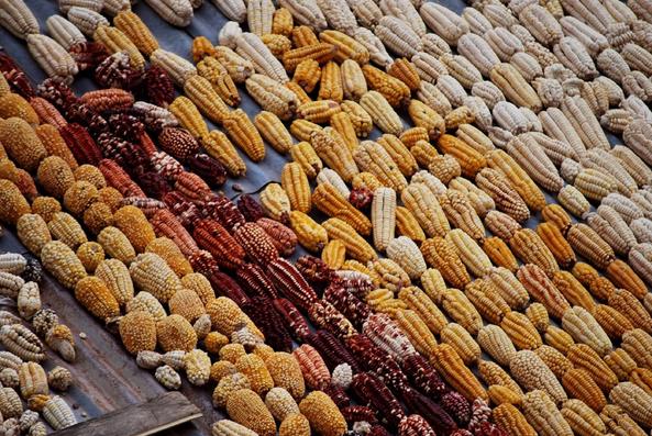 Corn