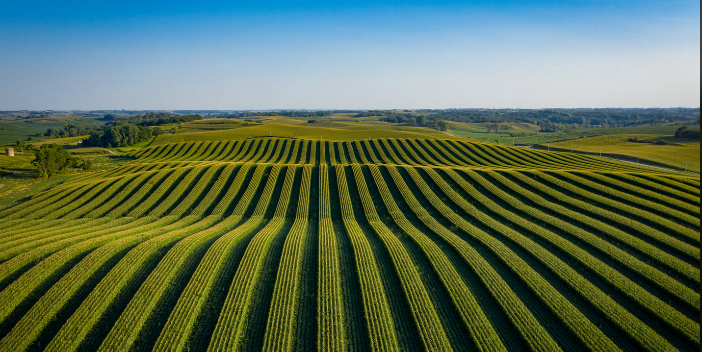 Corn Field
