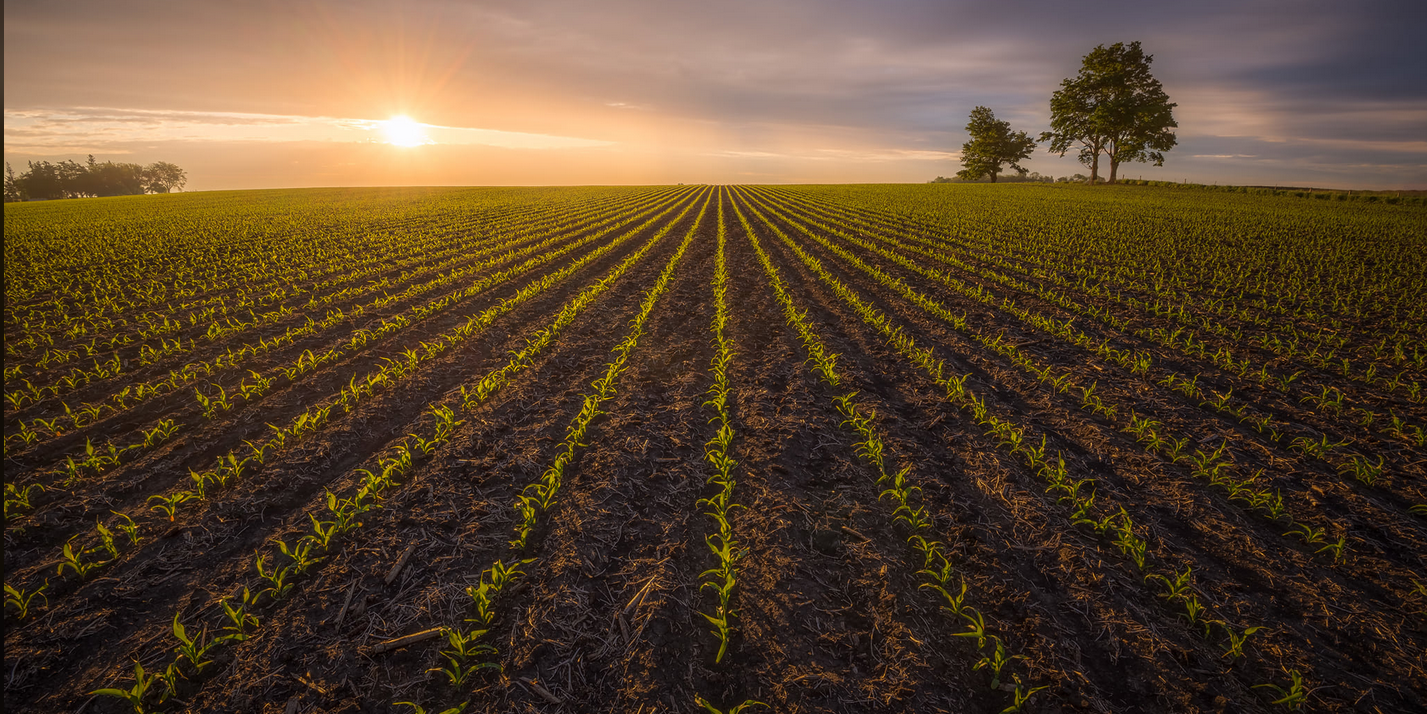 Corn Field