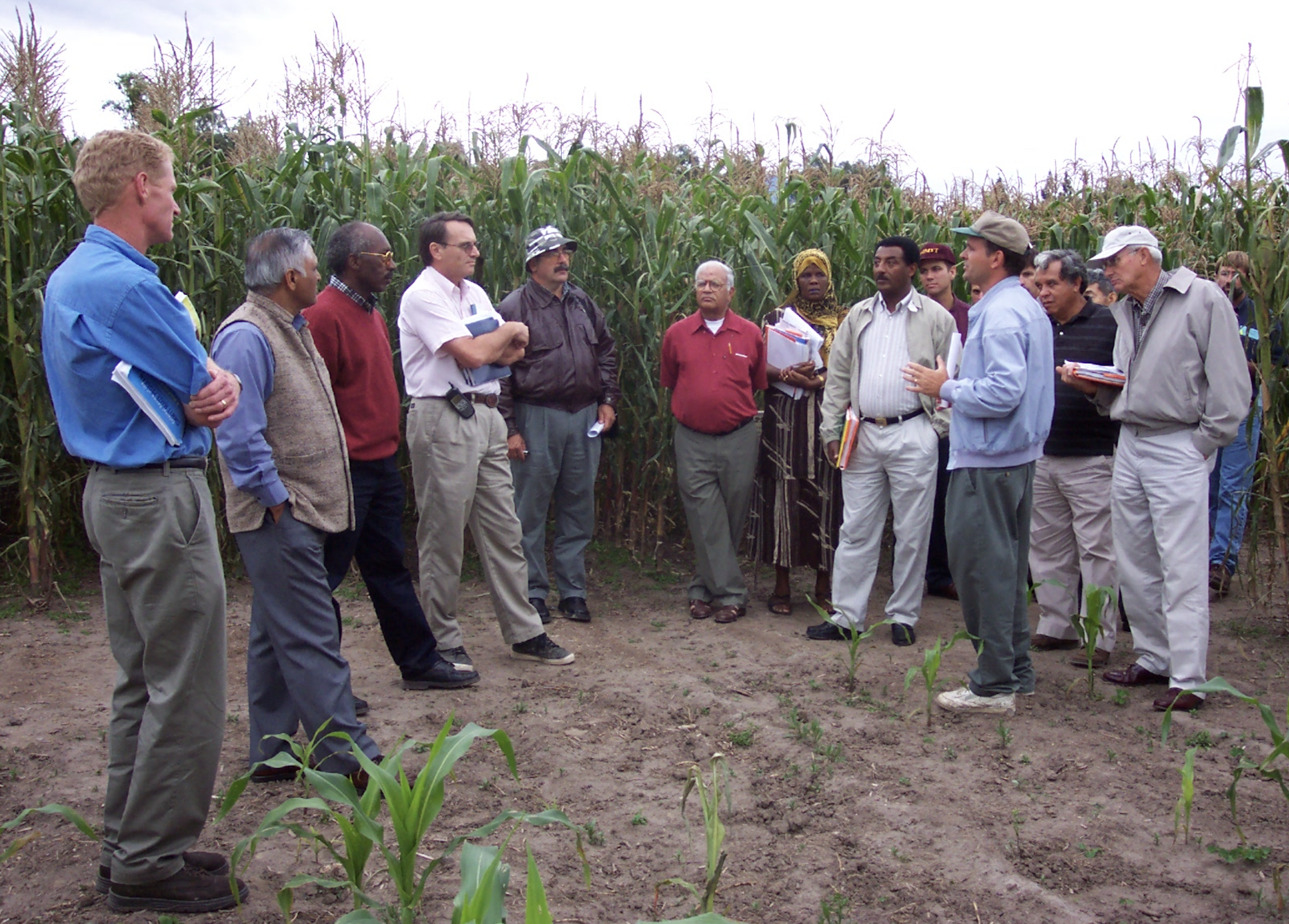 Cimmyt