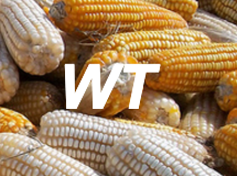 Walter Trevisan - Maize Breeding